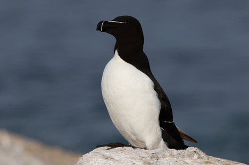 Petit pingouin