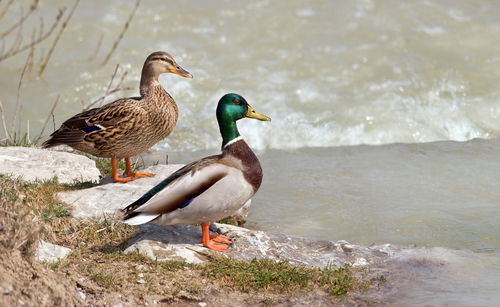 Canard colvert