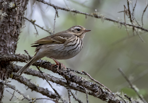 Pipit à dos olive