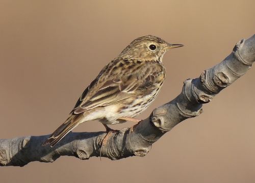 Pipit farlouse