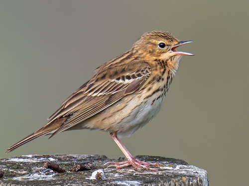 Pipit des arbres