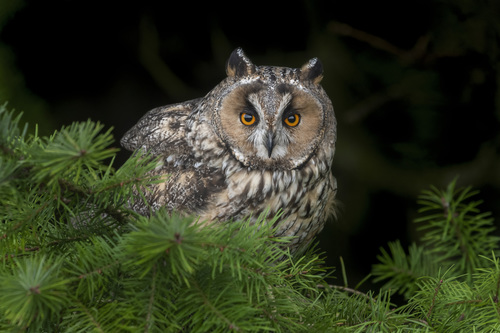 Hibou moyen-duc