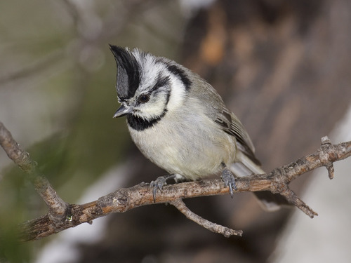 Mésange arlequin