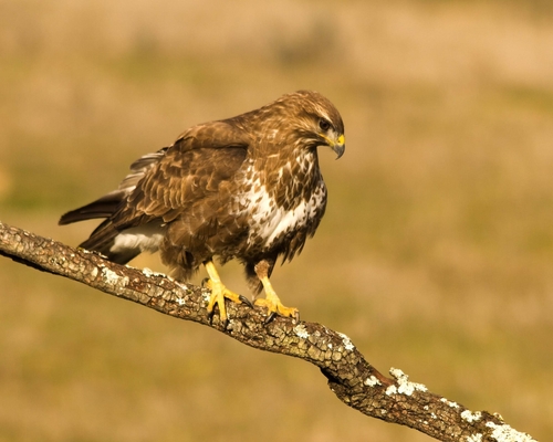 Buse variable
