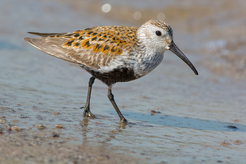 Bécasseau variable