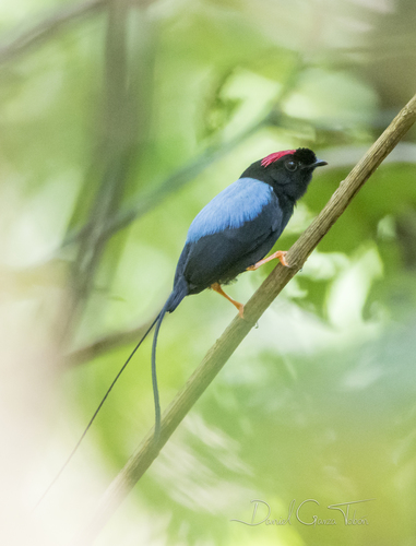 Manakin fastueux