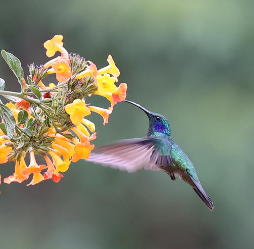 Colibri cyanote