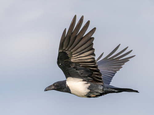 Corbeau pie