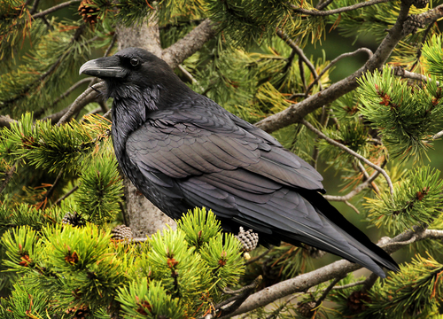 Grand Corbeau