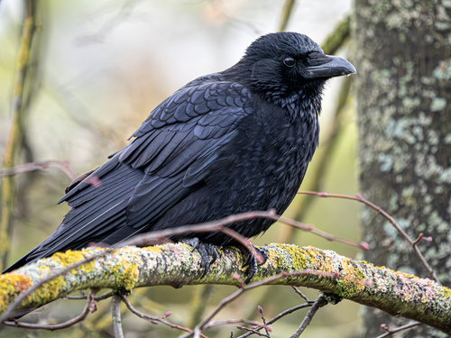 Corneille noire