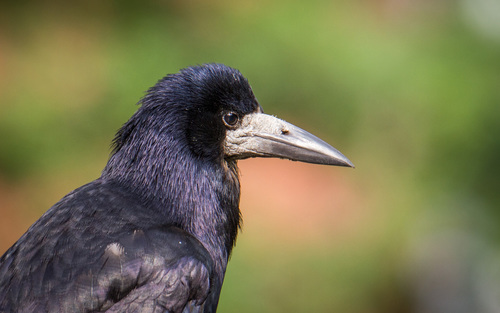 Corbeau freux