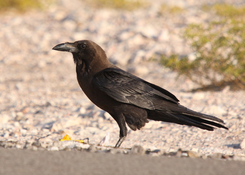 Corbeau brun