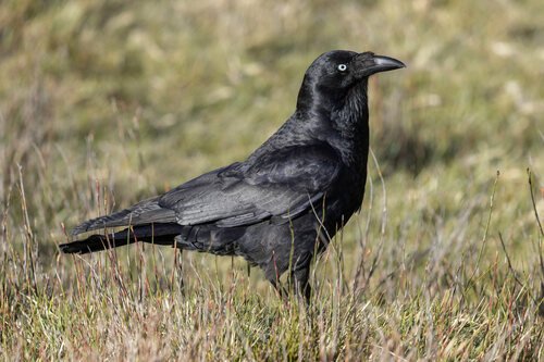 Corbeau de Tasmanie