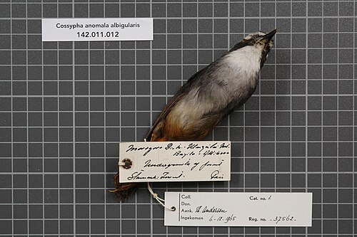 Olive-flanked Robin-Chat