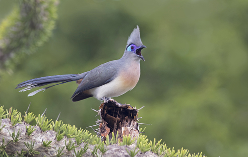 Coua huppé