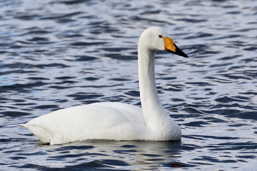 Cygne chanteur