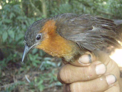 Troglodyte ferrugineux