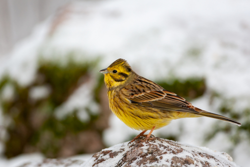 Bruant jaune