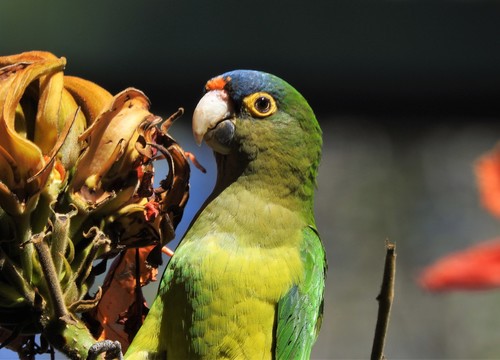 Conure à front rouge