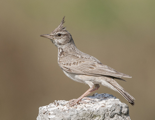 Cochevis huppé