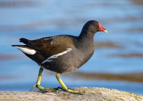 Gallinule poule-d'eau