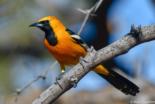 Oriole masqué