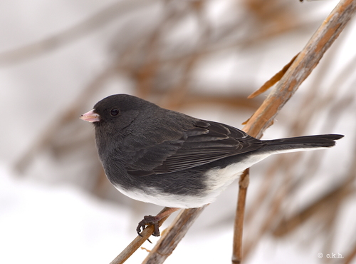 Junco ardoisé