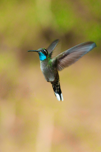 Colibri à gorge bleue