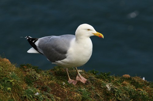 Goéland argenté