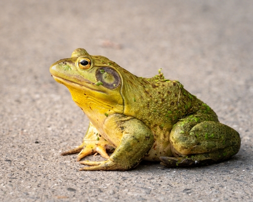 Grenouille-taureau