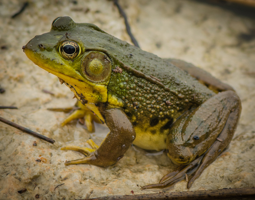 Grenouille verte américaine