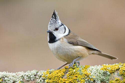 Mésange huppée