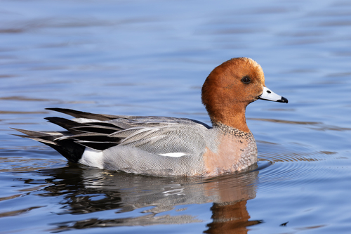 Canard siffleur