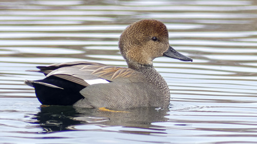 Canard chipeau