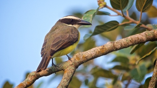 Tyran pitangua