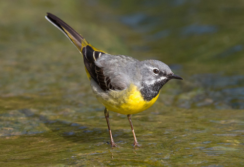 Bergeronnette des ruisseaux