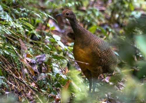 Tinamou à tête rousse