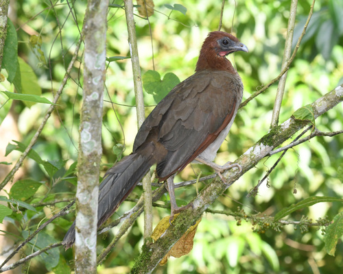 Ortalide à tête rousse