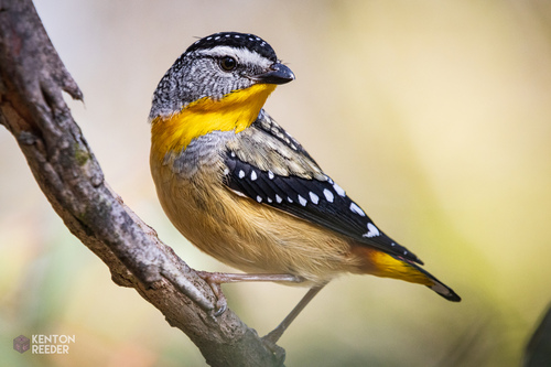Pardalote pointillé