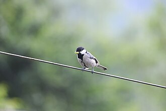 Mésange indienne