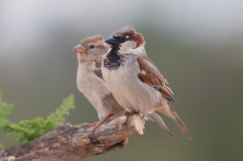Moineau domestique