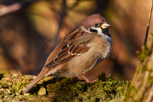 Moineau friquet