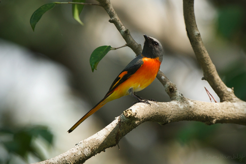 Minivet oranor