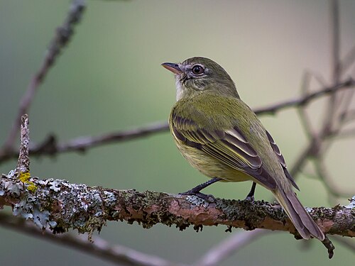 Tyranneau pattu