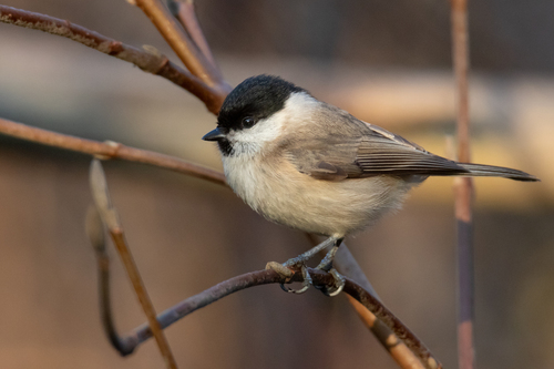 Mésange nonnette