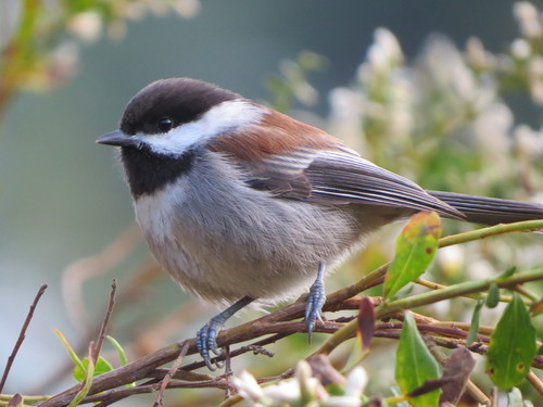 Mésange à dos marron