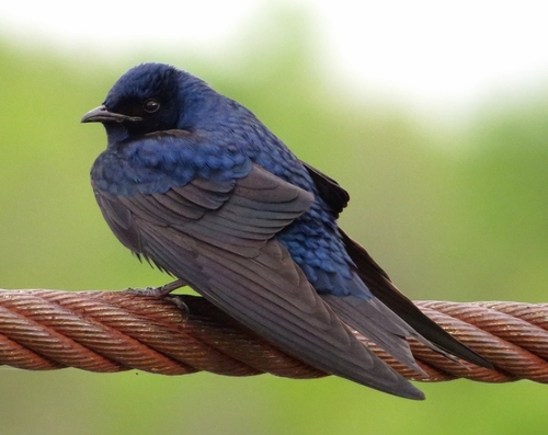 hirondelle noire