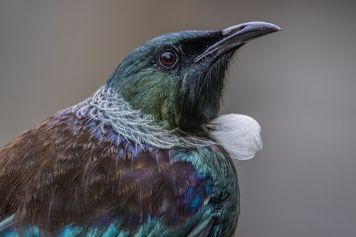 Méliphage tui