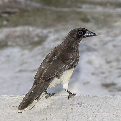 Brown Jay
