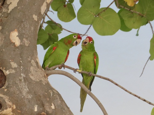 Conure de Finsch